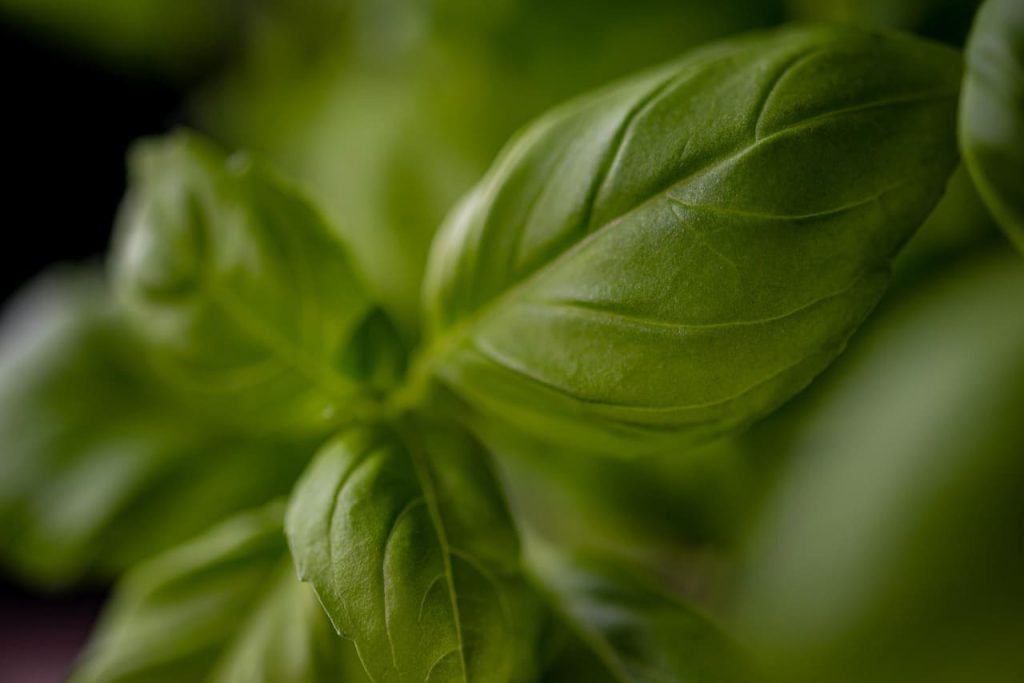 basilico per pesto genovese